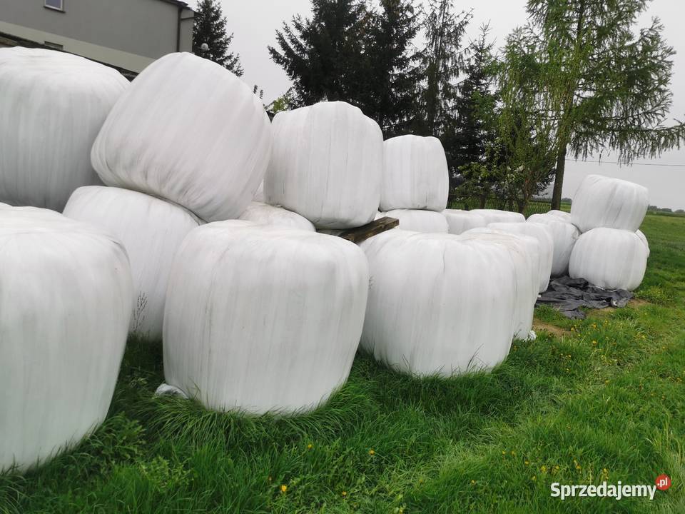 Sianokiszonka w balotach pierwszy drugi trzeci wielkopolskie Rychwał