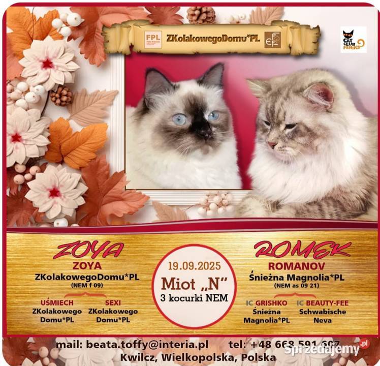 Koty Syberyjskie Neva Masquerade NUGGETS sprzedam