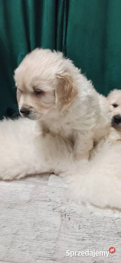 Golden retriever złote szczenięta Warszawa