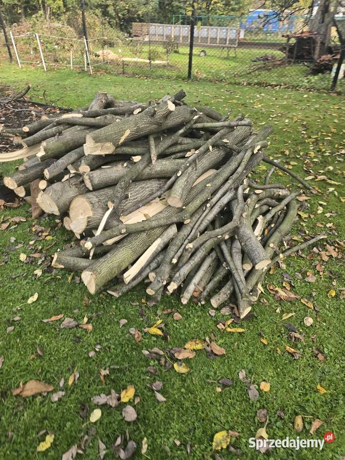 Ścięte drzewo orzecha wloskiego