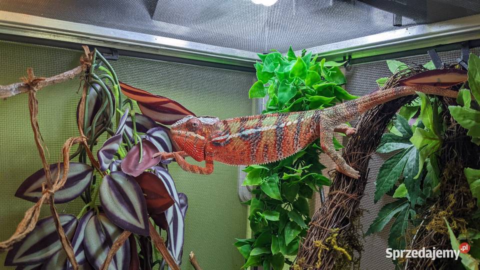 Kameleon Lamparci red samiec Krotoszyn