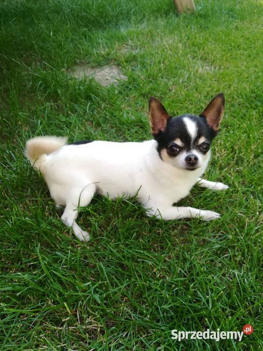 Dorosła chihuahua z rodowodem