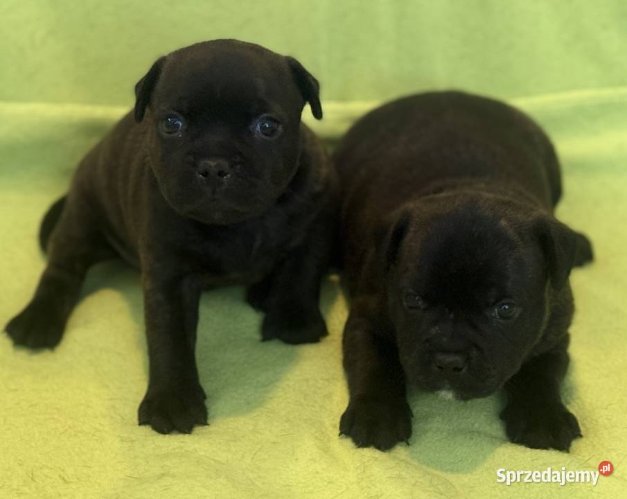 Staffik Staffordshire Bull Terrier ZKwP Pozostałe łódzkie Sieradz