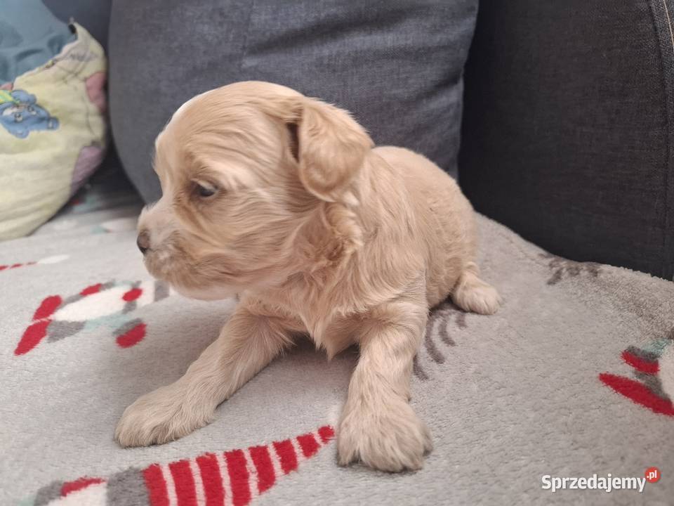 Maltipoo piesek suczka pudel miniaturowy