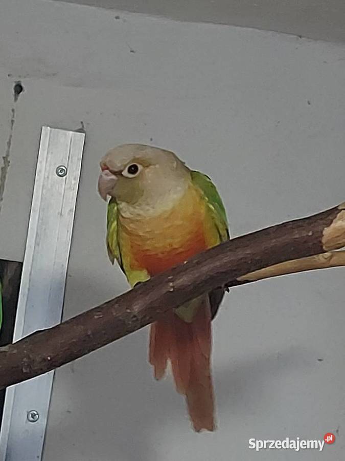 Rudosterka Pinaple samica wielkopolskie Pępowo