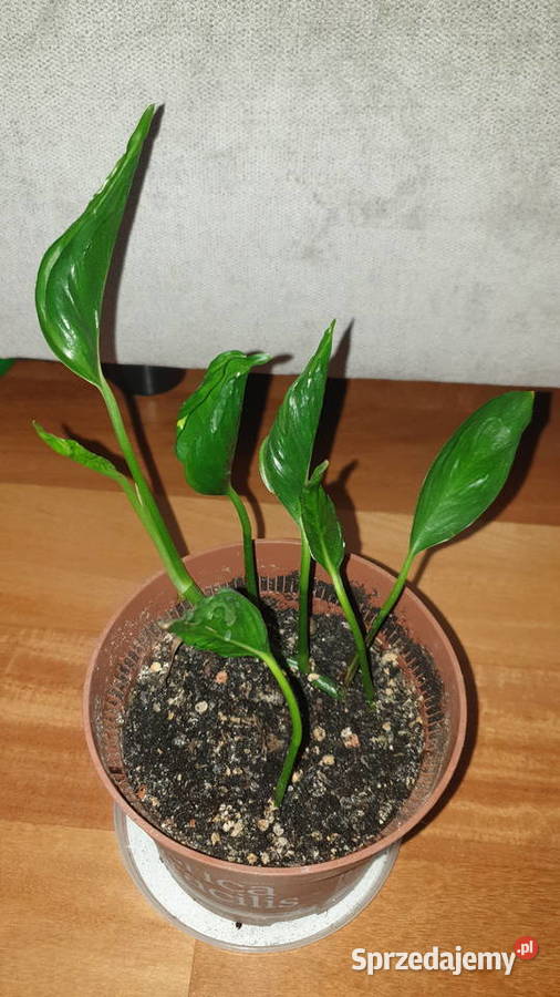 Epipremnum Godzilla roślina rosnąca mazowieckie sprzedam