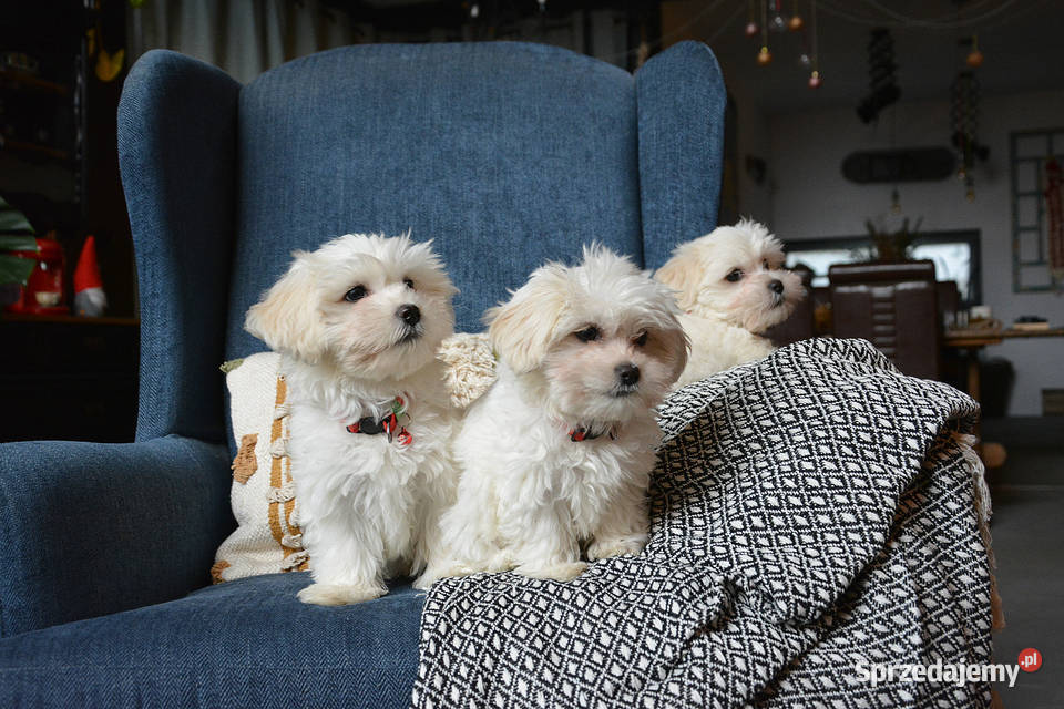 Przyjazne kochane maltańczyki z rodowodem