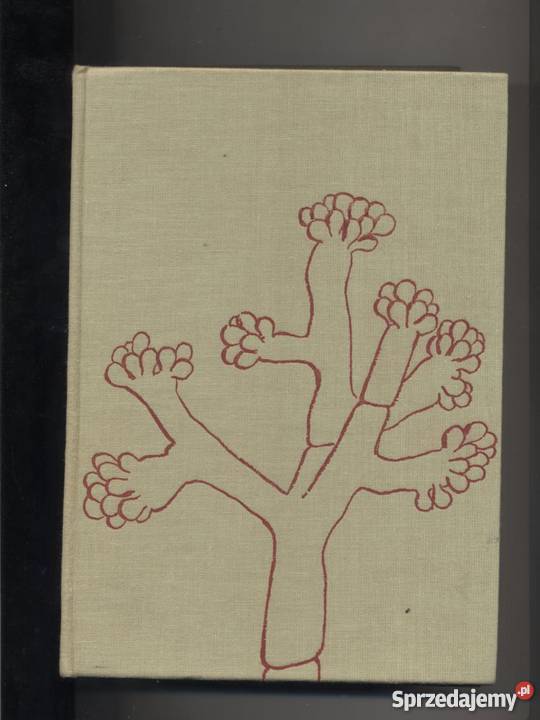 Rośliny zarodnikowe Szczecin sprzedam