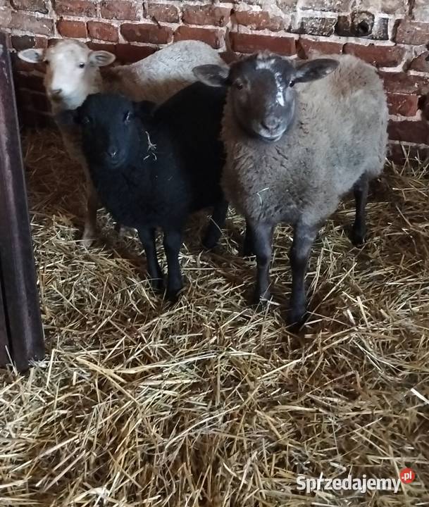 Sprzedam owce i barana łódzkie