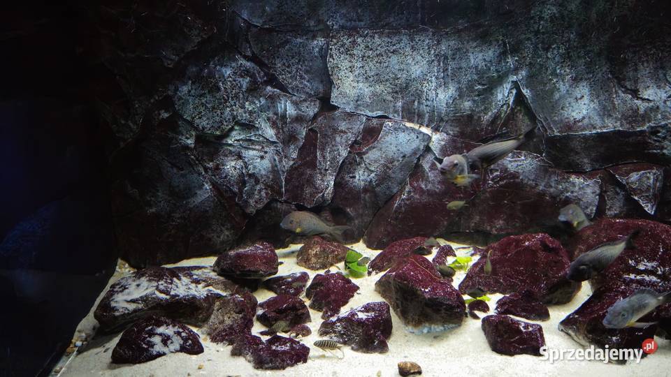 Akwarium z rybami WF Tropheus sp Crescentic
