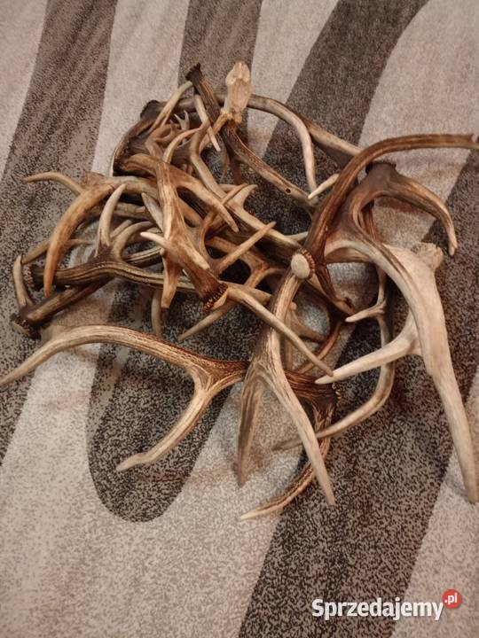 Sprzedam poroże różnego rodzaju Grajewo