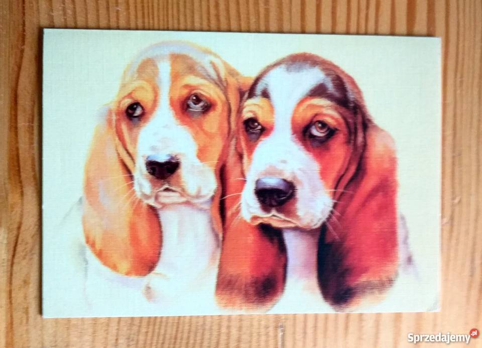 DWA ŁADNE PIESKI AUTOR IWONA PILCH Piszczac