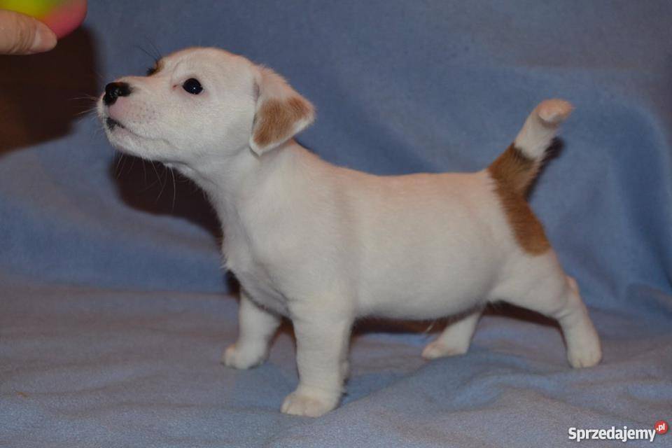 JACK RUSSELL TERRIER ZKwP FCI lubelskie Lublin