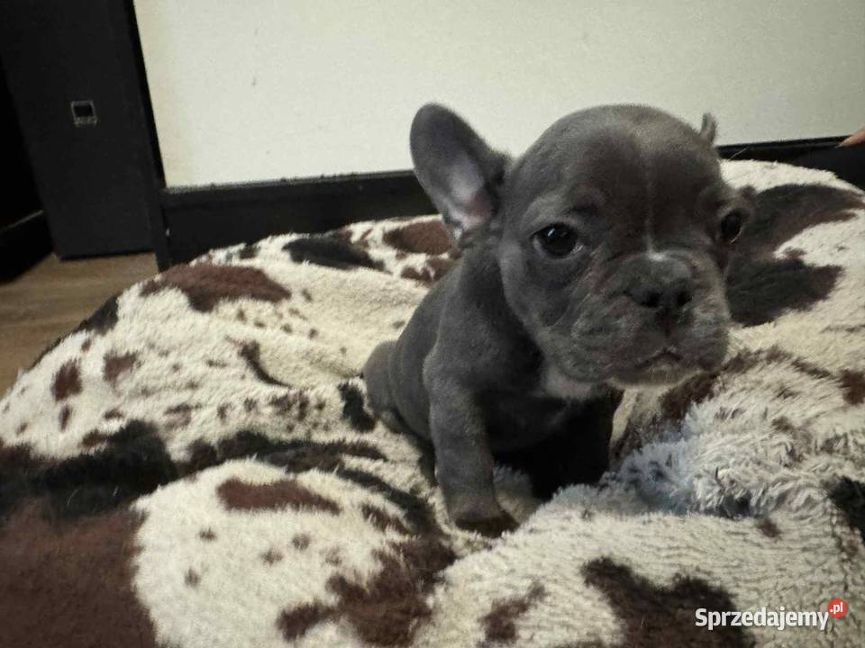 Buldog francuski szczeniaki buldoga francuskiego Sierzchów