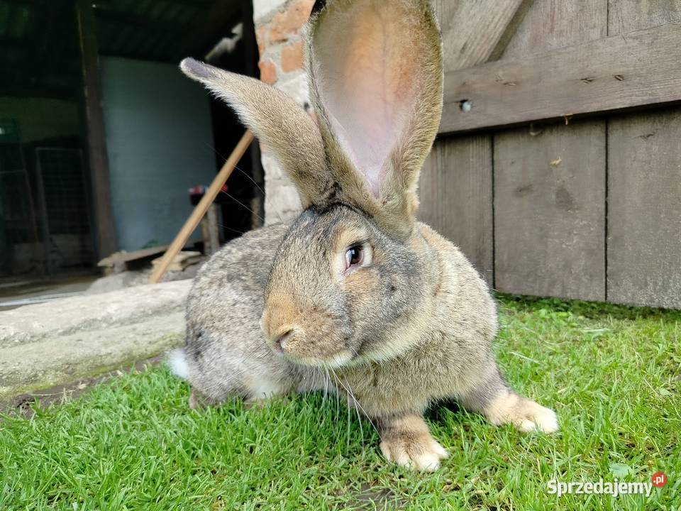 Królik olbrzym belgijski podlaskie Kumelsk sprzedam