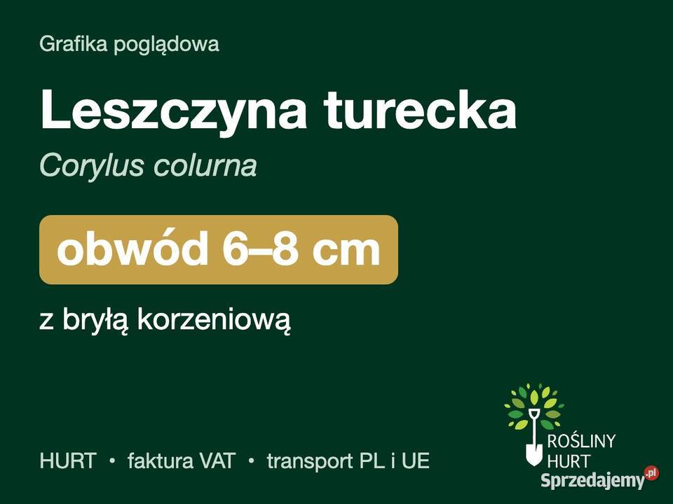 Leszczyna turecka Corylus colurna obwód 68 z