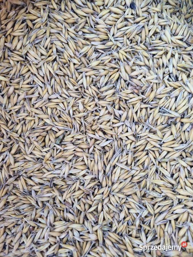 Sprzedam owies Garwolin