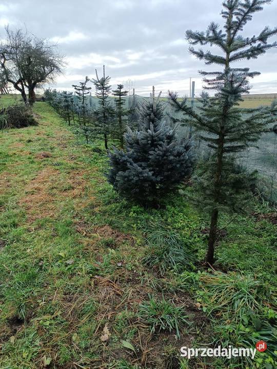 Świerk srebrnyzielony choinka Zadroże sprzedam