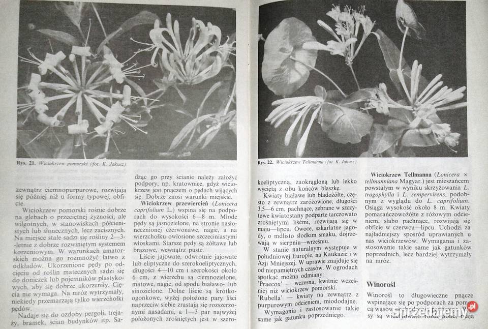 Pnącza ozdobne w domu Bluszcz powojnik Chełm sprzedam