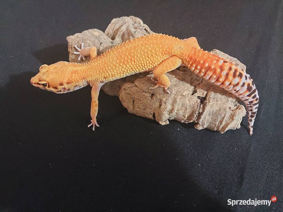 Gekony lamparcie gekon samica Reda