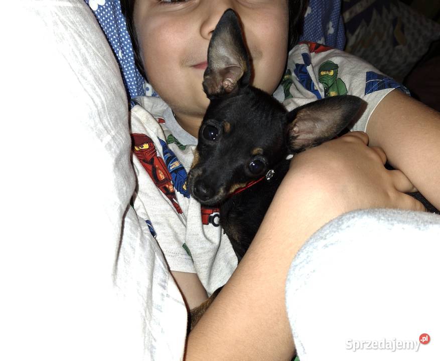 Spajki Ratlerek pinczerek miniaturka