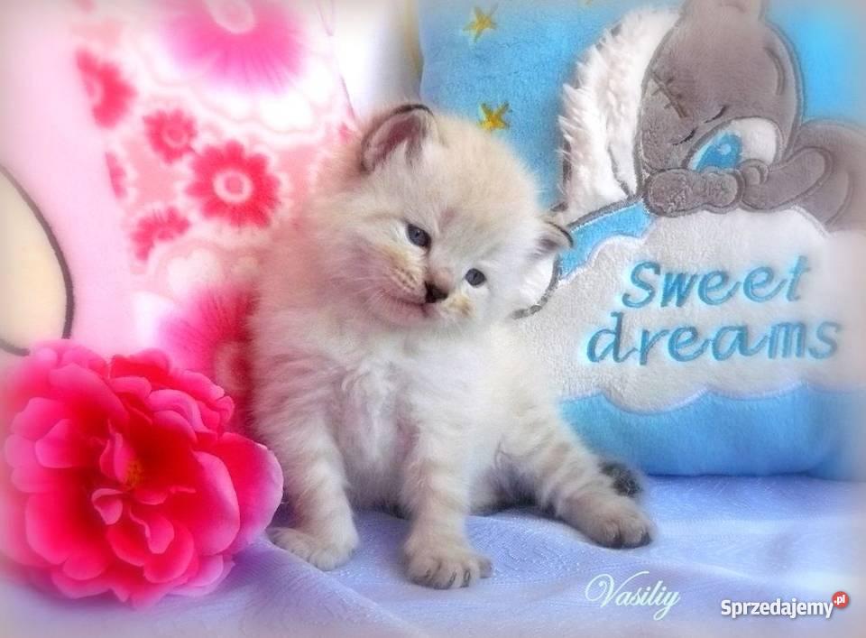 Kocięta syberyjskie rodowodowe Tczew