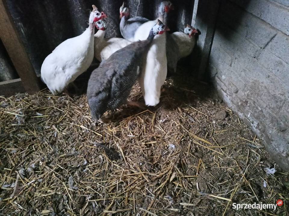 Sprzedam perliczki sprzedam