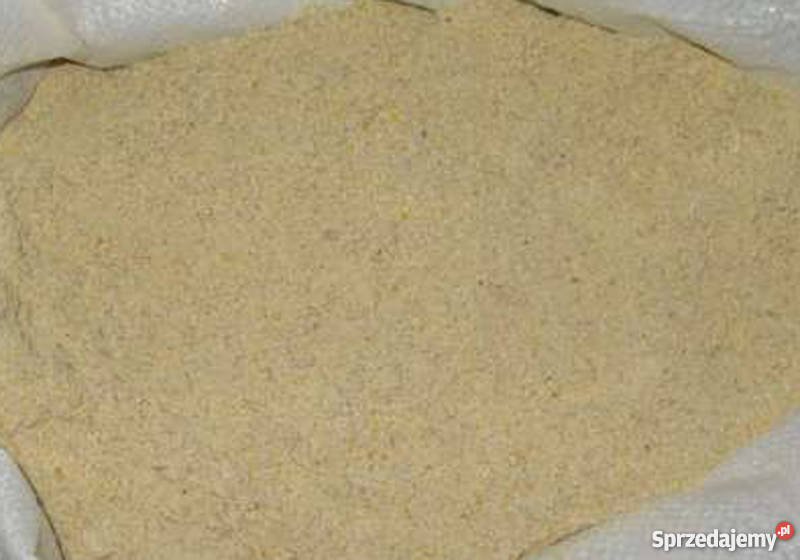 Pasza ślimaków Helix Aspersa Muller Dzierzgoń