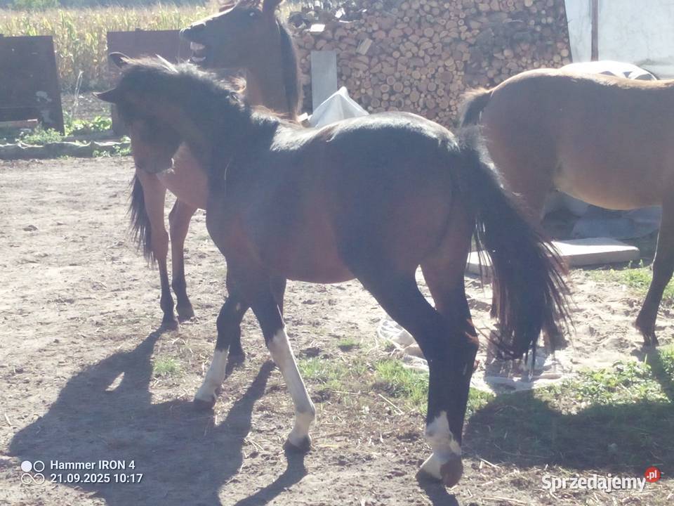 Konie Huculskie Łuków