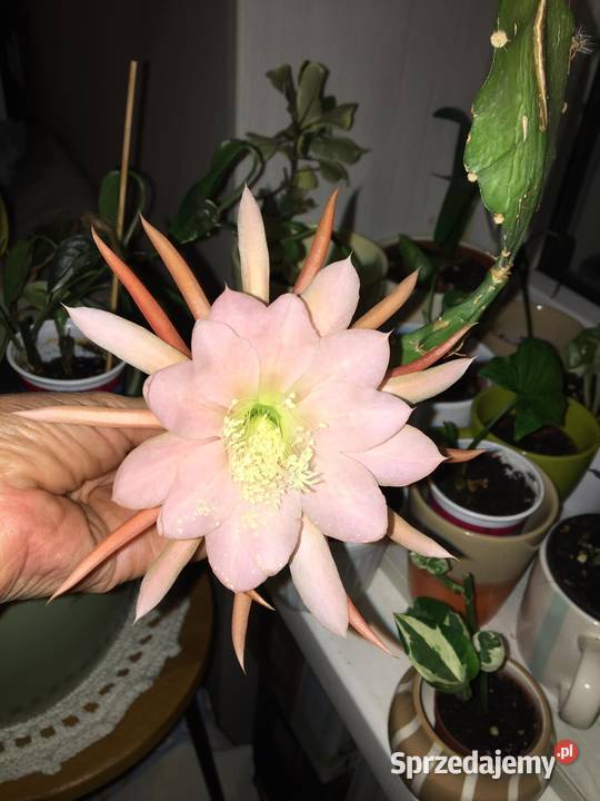 Epiphyllum Blushing Star Warszawa