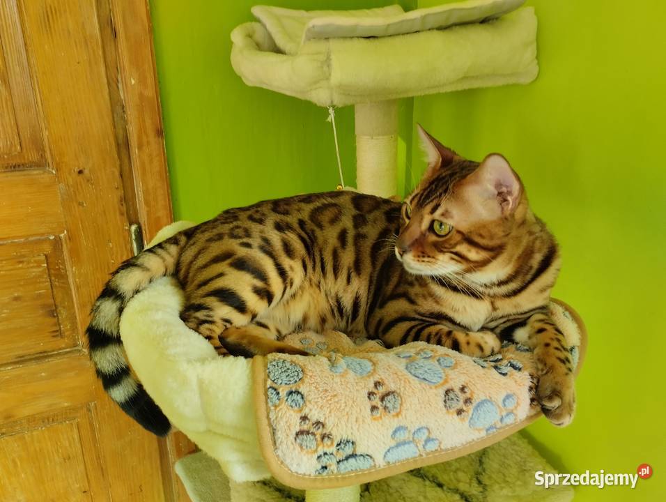 Koty Bengalskie kot bengalski miot C FPL Felis Iskrzynia