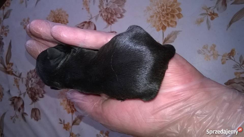 sznaucer miniaturowy Sznaucer kujawsko-pomorskie