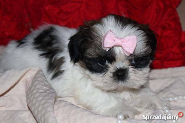 Shihtzu Shihtzu sprzedam cudeńka Pieńsk