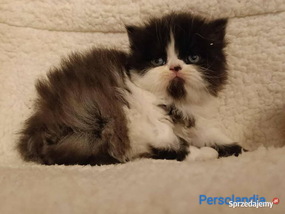 Koty perskie pers persy perski Jedlicze