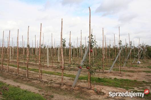 Rusztowanie sadownicze konstrukcje sadownicze mazowieckie Grójec