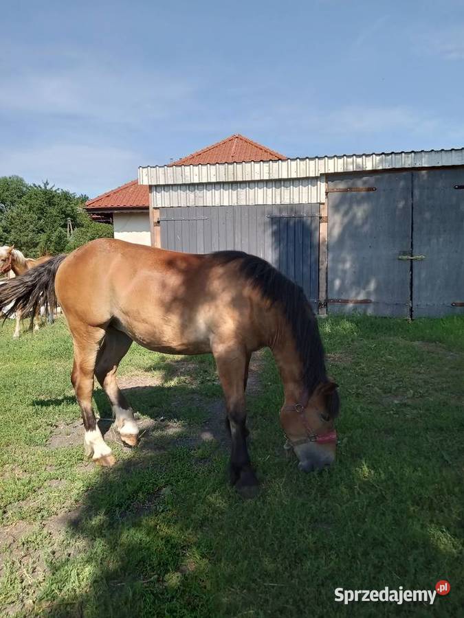 Sprzedam zrebice sztumska kujawsko-pomorskie Brodnica