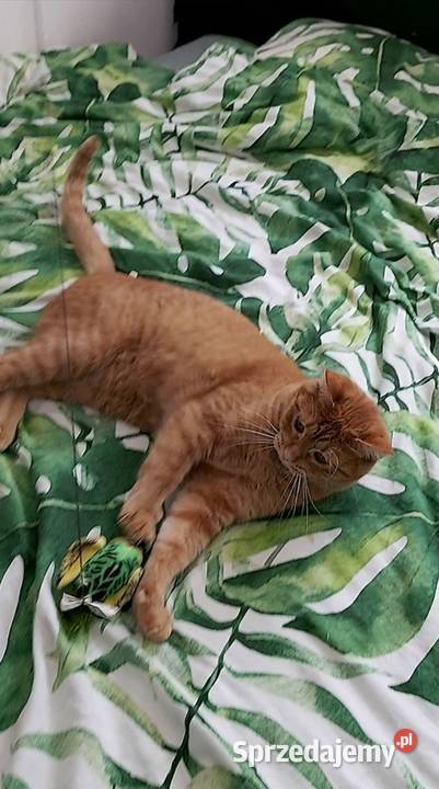 opieka kotem cat sitter Warszawa Ursynów