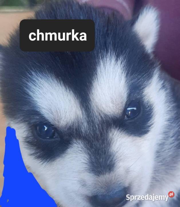 Syberiany husky mlode Reda sprzedam