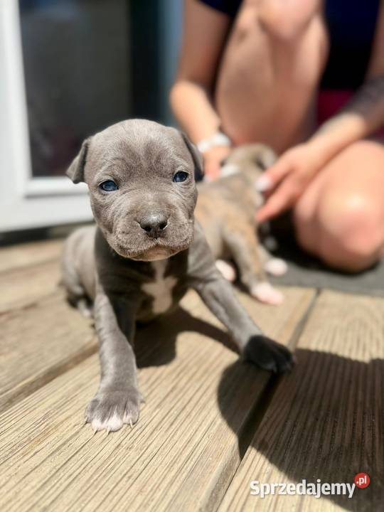 Oddam Szczeniaki American Staffordshire Terrier Ustrzyki Dolne