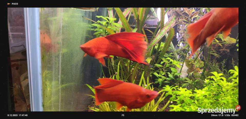 Mieczyki czyste Delty Łódź