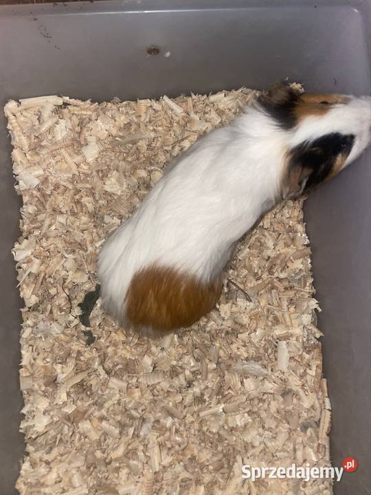 Świnki morskie sprzedam wielkopolskie Dobra Nadzieja