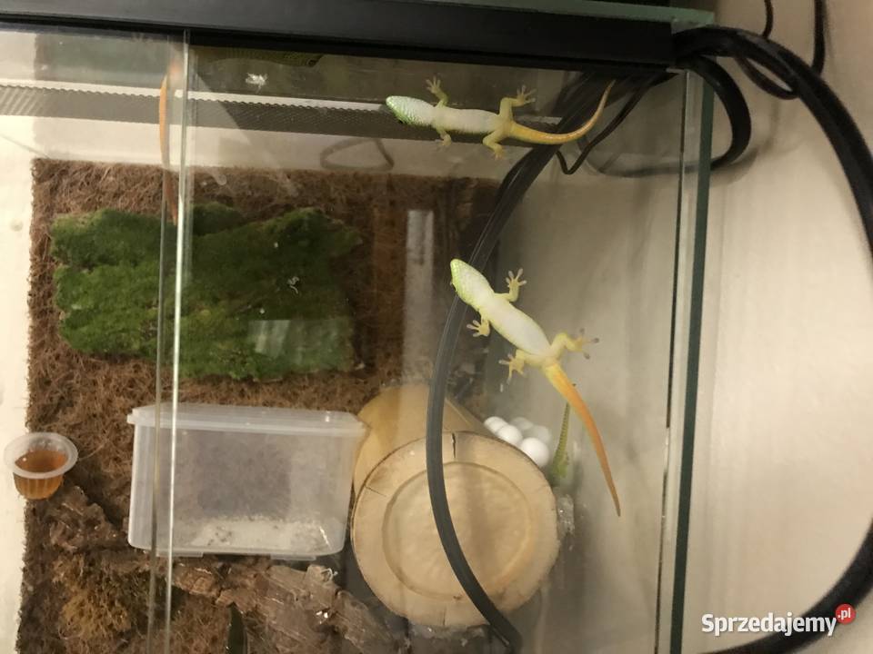 Phelsuma madaskarska małopolskie