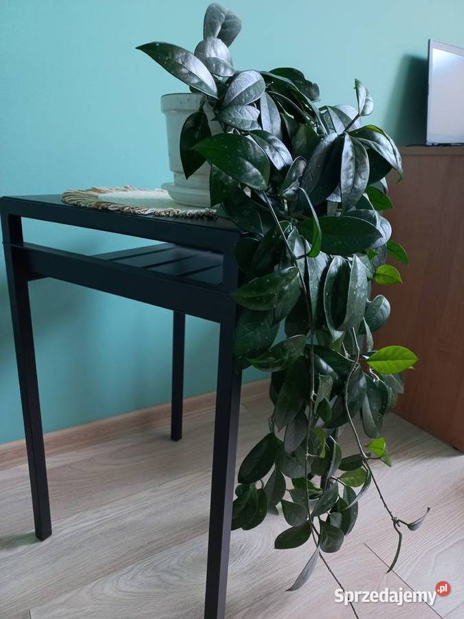 Hoja kwiat doniczkowy roślina pokojowa Kraków