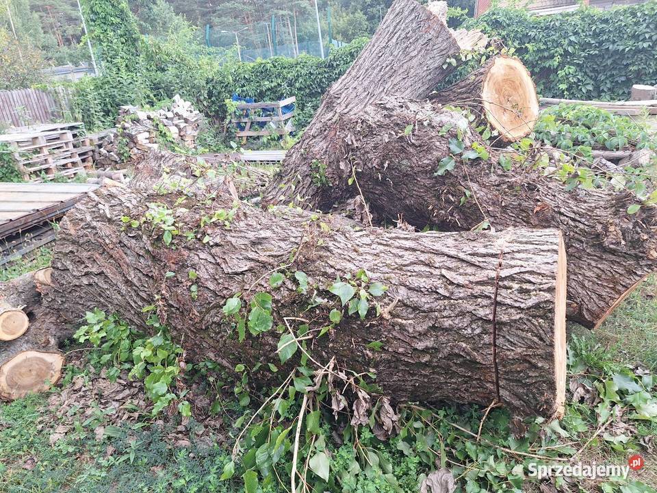 Topola drzewo Dom i Ogród sprzedam