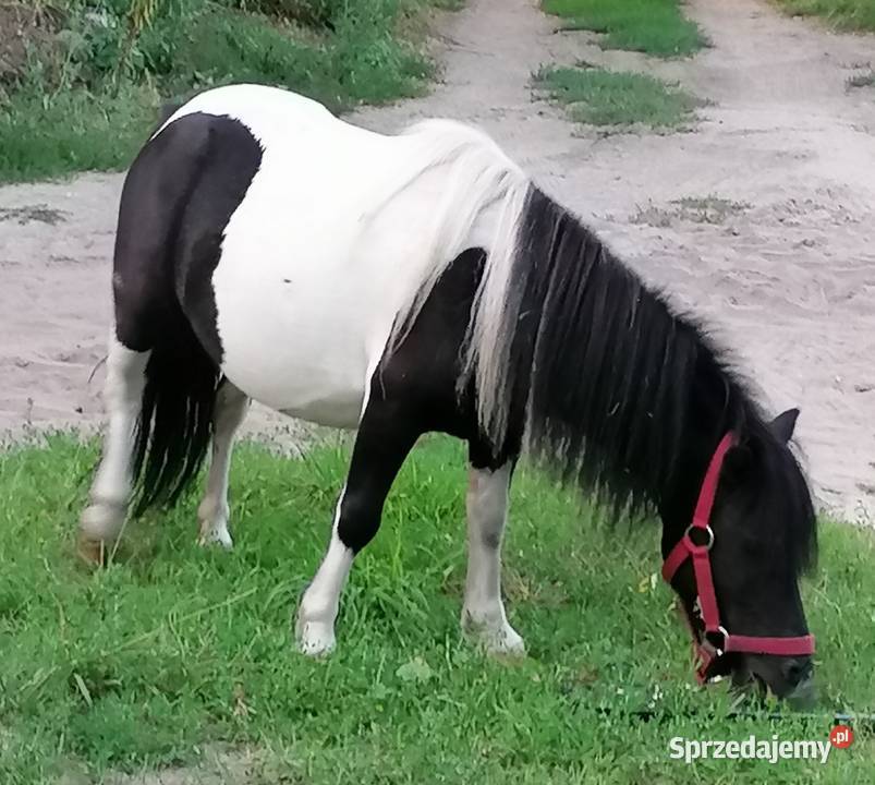 Kucyk klacz mazowieckie Falęcice