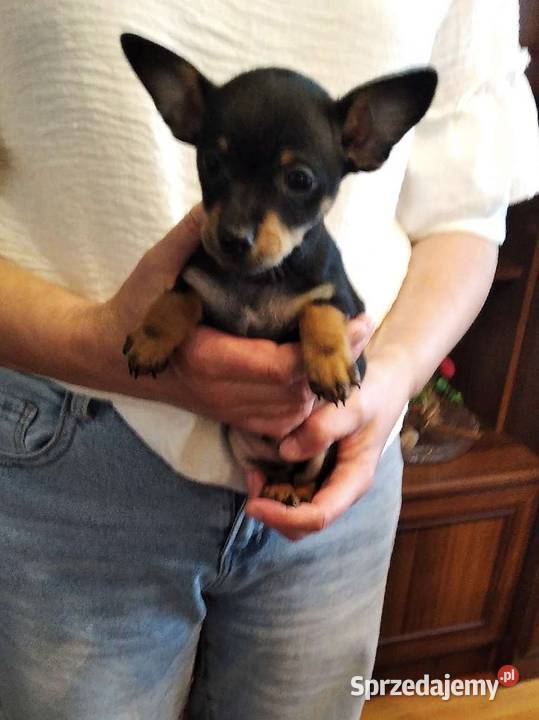 Pinczer miniaturowy szczeniaki pieski i suczki Klimontów