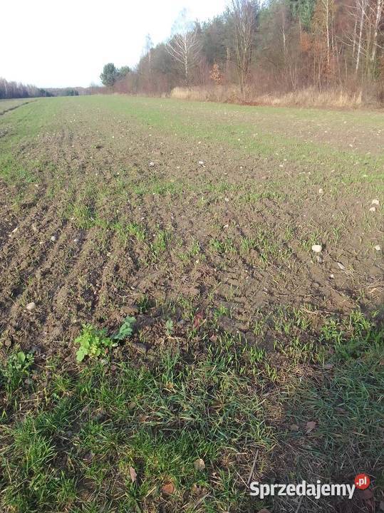 Działka uprawna Giełzów sprzedam