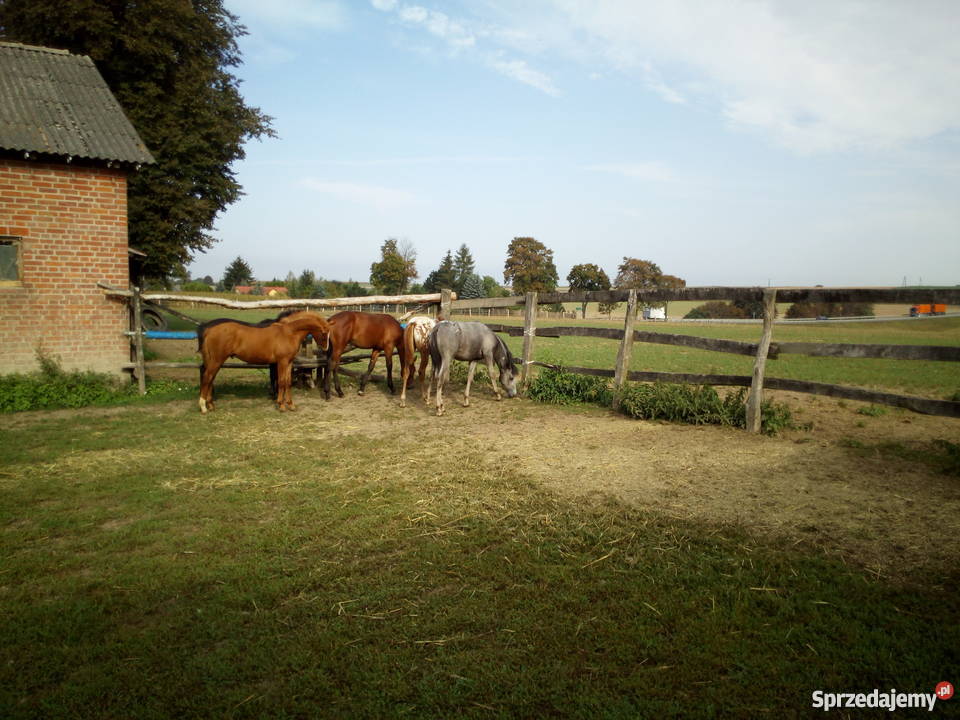 Kuc Feliński Niedrzwica Duża