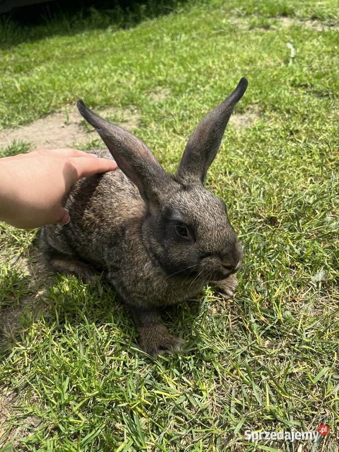 Króliki mix kalifornijski z srokaczem łódzkie