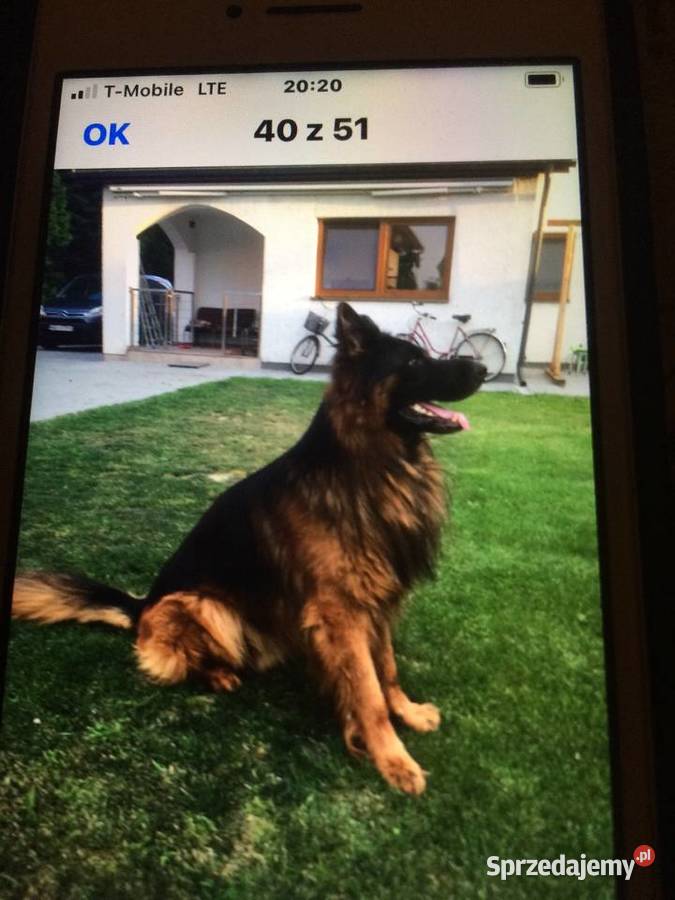 Owczarek Niemiecki Długowłosy Psy lubelskie Kock
